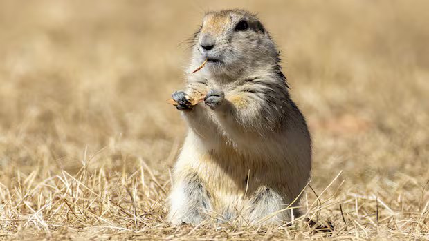 Strychnine use for gopher control officially begins in Alberta, Saskatchewan after delays Strychnine use for gopher control officially begins in Alberta, Saskatchewan after delays