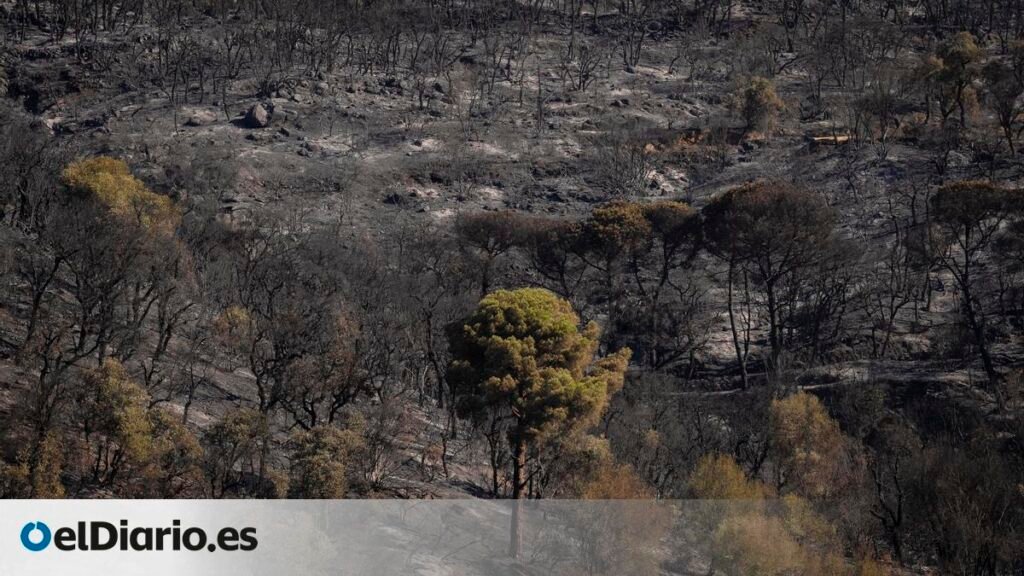 Tenemos una mentalidad muy urbana, de no tocar el bosque Tenemos una mentalidad muy urbana, de no tocar el bosque