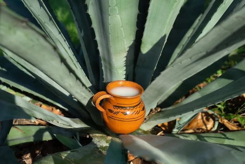 Tepoztlán: A pulque drinker’s ‘paradise’ Tepoztlán: A pulque drinker's 'paradise'
