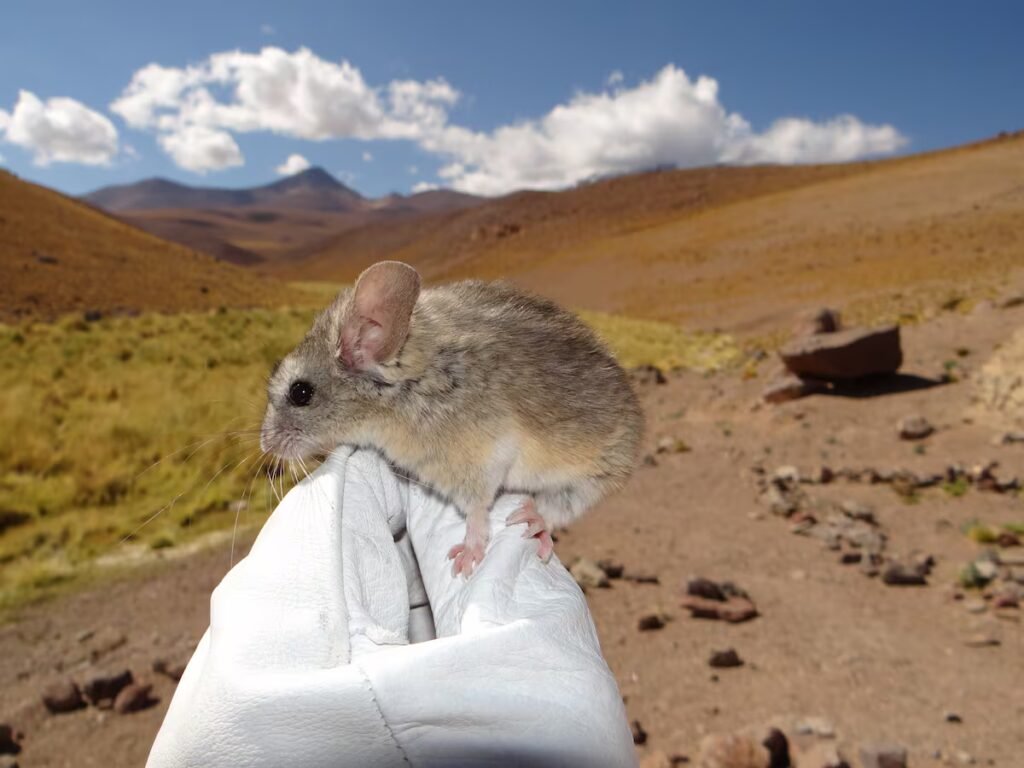 The Andean long-eared mouse, the mammal that holds the key to surviving at altitudes of more than 22,000 feet | Science The Andean long-eared mouse, the mammal that holds the key to surviving at altitudes of more than 22,000 feet | Science