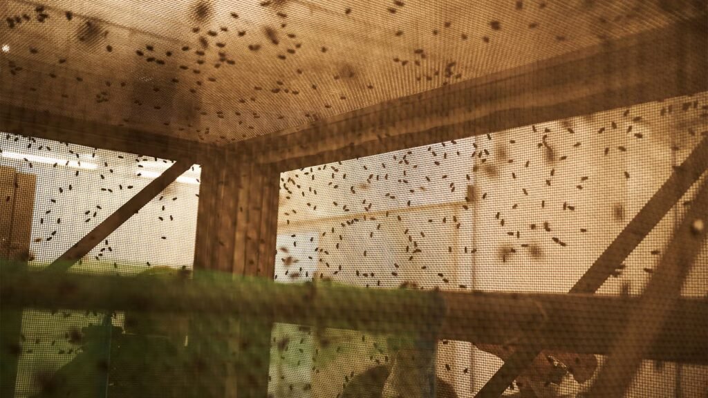 The USDA is preparing to release 180 million flies. Here’s why The USDA is preparing to release 180 million flies. Here’s why