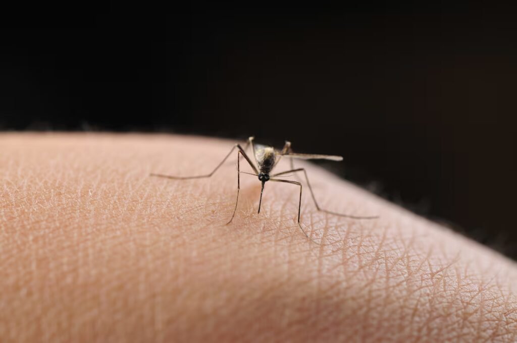 The secret weapon mosquitoes are using to win the war against humans: evading insecticides | Health The secret weapon mosquitoes are using to win the war against humans: evading insecticides | Health