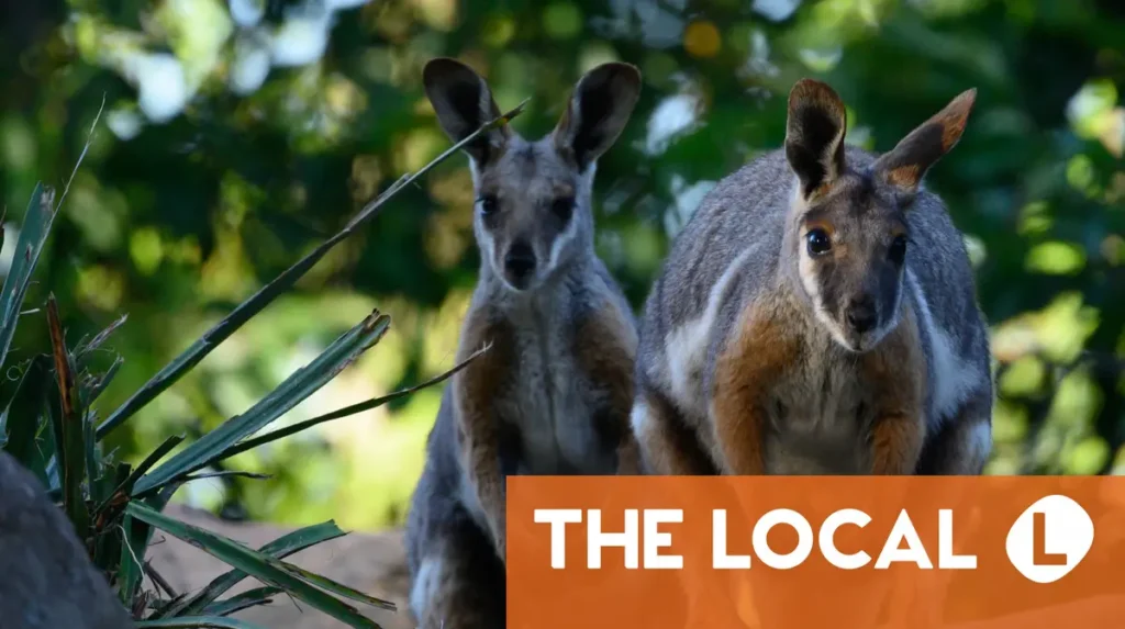 Three wallabies rescued from Spanish cannabis farm hell Three wallabies rescued from Spanish cannabis farm hell