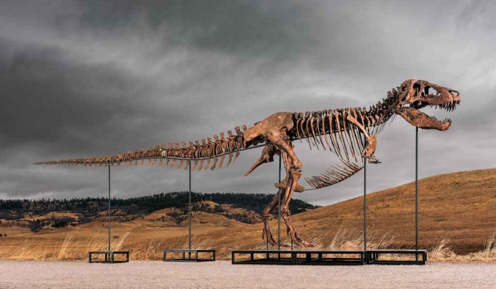 Tyrannosaurus rex fossil named ‘Gus’ sells for $50M, sets record for most paid for fossil at auction