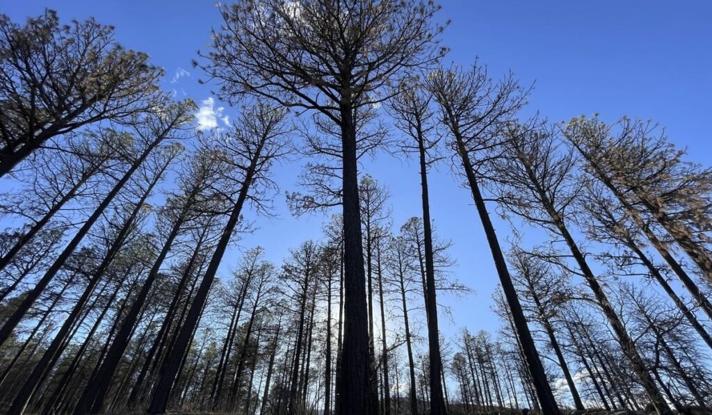 U.S. Forest Service employees taken hostage in California released safely U.S. Forest Service employees taken hostage in California released safely