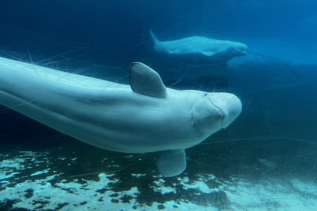 U.S. approves ’emergency rescue’ plan to import Marineland’s whales and dolphins U.S. approves 'emergency rescue' plan to import Marineland's whales and dolphins