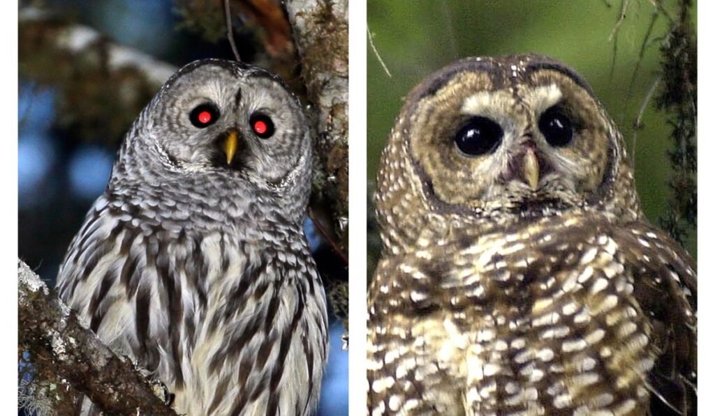 U.S. destroying thousands of barred owls in scheme to save spotted owls