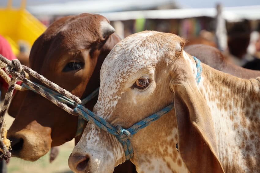 US resumes cattle imports from Mexico US resumes cattle imports from Mexico