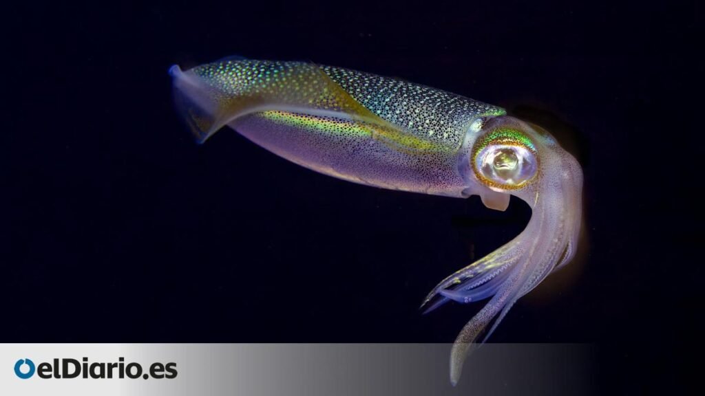 Un estudio alerta de que el cambio climático puede reducir un 50% el volumen cerebral de los calamares Un estudio alerta de que el cambio climático puede reducir un 50% el volumen cerebral de los calamares