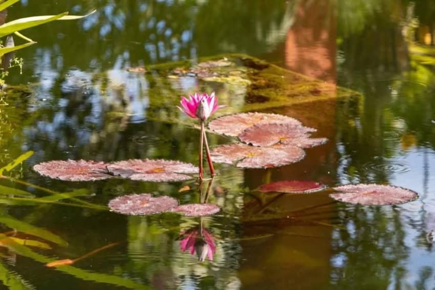 Vallarta Botanical Gardens: A Conservation Legacy Vallarta Botanical Gardens: A Conservation Legacy