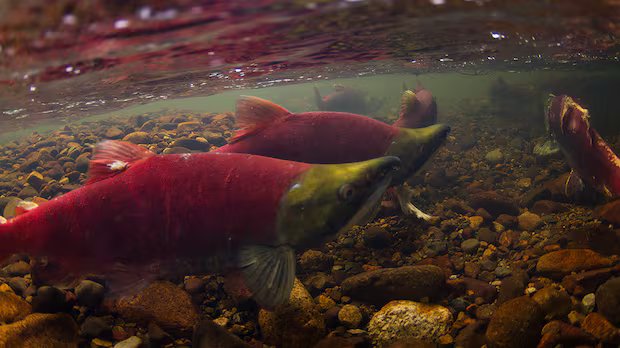 Warm rivers raise concern for salmon in B.C.’s Interior Warm rivers raise concern for salmon in B.C.'s Interior