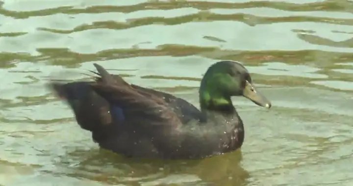 What the duck? Lake Summerside’s resident waterfowl dodges rehoming attempts – Edmonton What the duck? Lake Summerside’s resident waterfowl dodges rehoming attempts - Edmonton