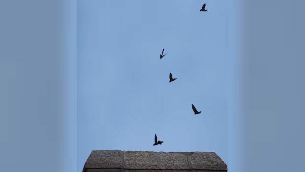 Winnipeg couple becomes unwitting hosts to ‘musical roommates’ as threatened chimney swifts move in Winnipeg couple becomes unwitting hosts to 'musical roommates' as threatened chimney swifts move in