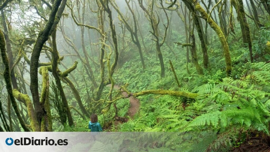 los mejores bosques para viajar millones de años atrás