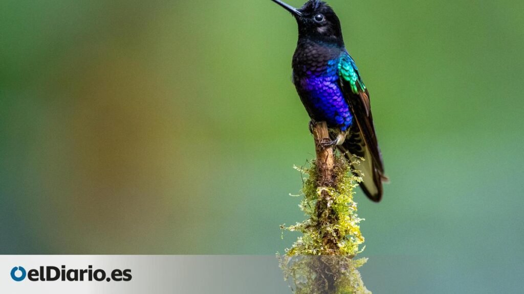 polinizan mejor y favorecieron la evolución de miles de flores tropicales