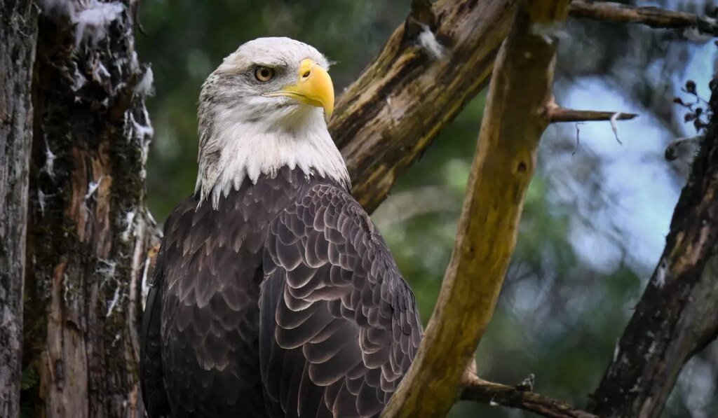 $20,000 reward offered for information leading to conviction in Louisiana bald eagle shooting $20,000 reward offered for information leading to conviction in Louisiana bald eagle shooting