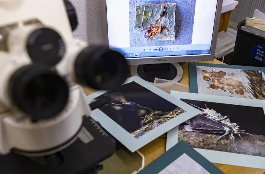 6 species of ant-killing ‘zombie fungi’ parasites discovered in Jalisco 6 species of ant-killing 'zombie fungi' parasites discovered in Jalisco