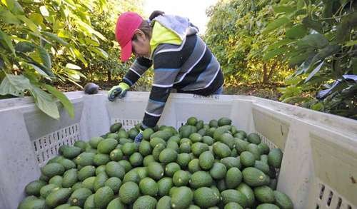 Aguacateros, cautos ante la reapertura del mercado de EU Aguacateros, cautos ante la reapertura del mercado de EU