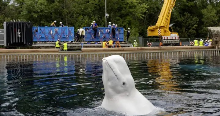 Another six whales being moved out of Marineland, headed to U.S. aquariums Another six whales being moved out of Marineland, headed to U.S. aquariums
