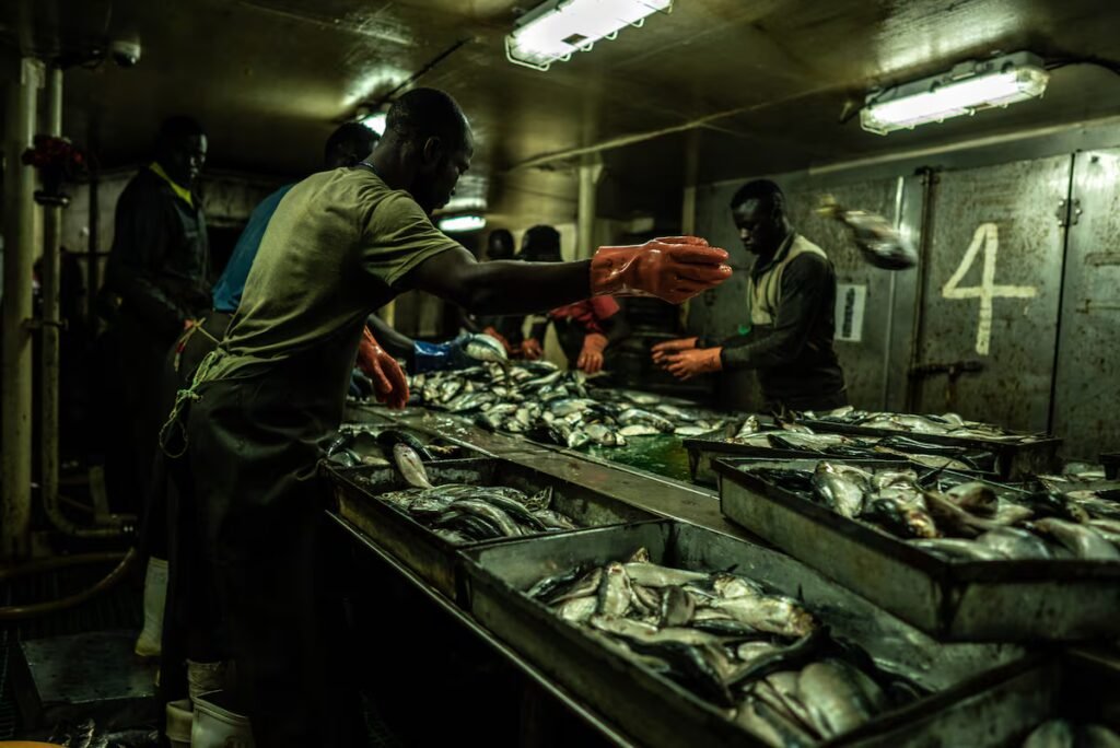 Aquaculture is depleting the oceans: A farmed salmon can consume more than six times its weight in wild fish | Climate Aquaculture is depleting the oceans: A farmed salmon can consume more than six times its weight in wild fish | Climate