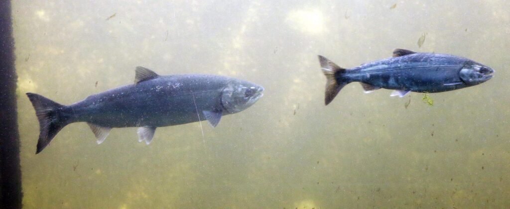 B.C. issues protection order for Salmon River watershed as fish spawn B.C. issues protection order for Salmon River watershed as fish spawn