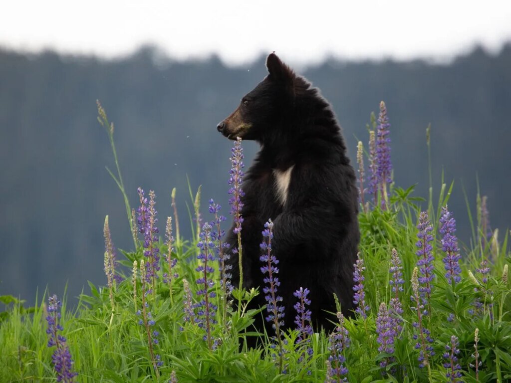 Bear that mauled B.C. toddler still loose, wrong bear shot
