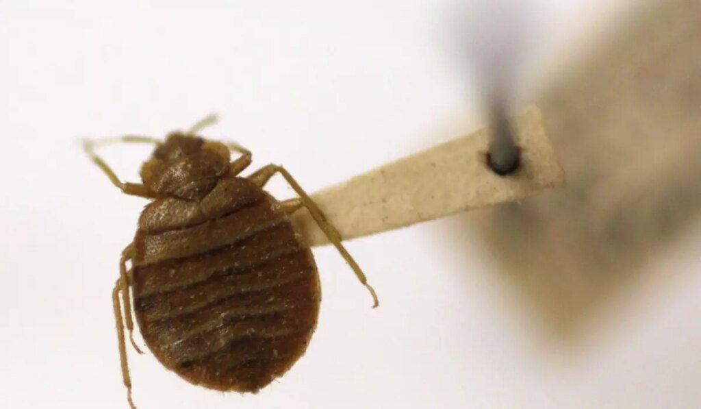 Bedbugs can cause people to lose sleep — and blood. Here’s what to do about them