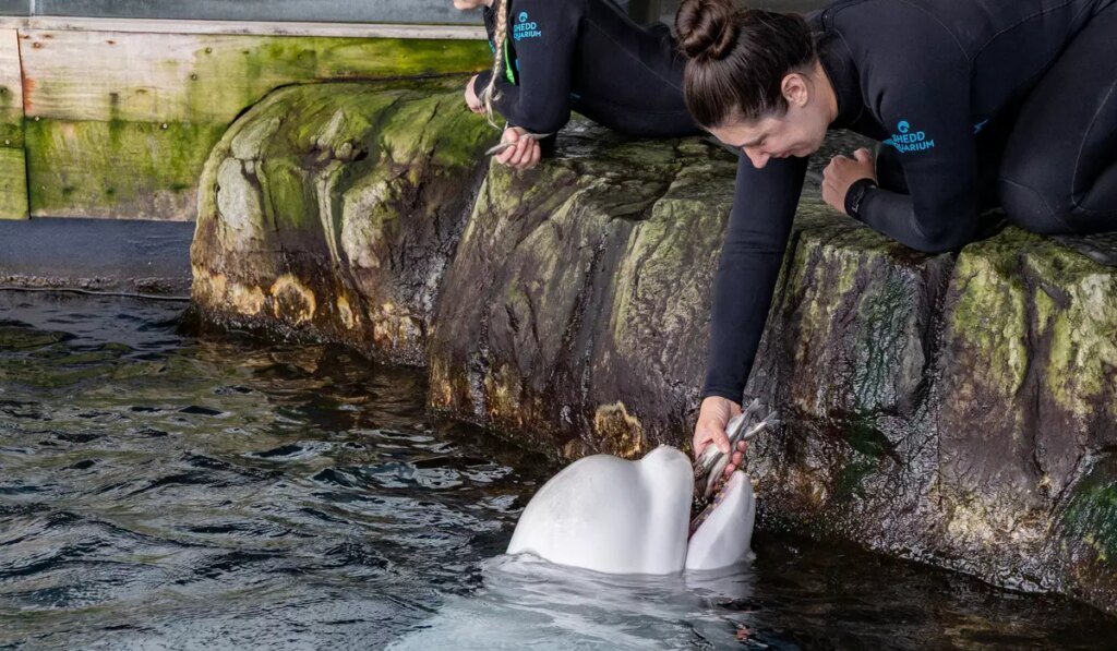 Beluga whale dies at Chicago aquarium days after coming from Canada park in rescue effort Beluga whale dies at Chicago aquarium days after coming from Canada park in rescue effort
