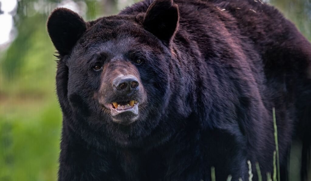 Black bear dies after getting trapped inside car in Colorado Black bear dies after getting trapped inside car in Colorado