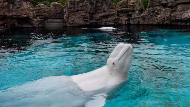 Canada’s last captive whales set to leave Niagara Falls, Ont., Marineland for U.S. aquariums Canada's last captive whales set to leave Niagara Falls, Ont., Marineland for U.S. aquariums