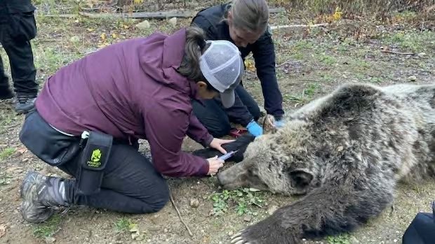 Change needed after ‘multiple failures’ led to grizzly deaths, Wildsafe B.C. co-ordinator says Change needed after 'multiple failures' led to grizzly deaths, Wildsafe B.C. co-ordinator says