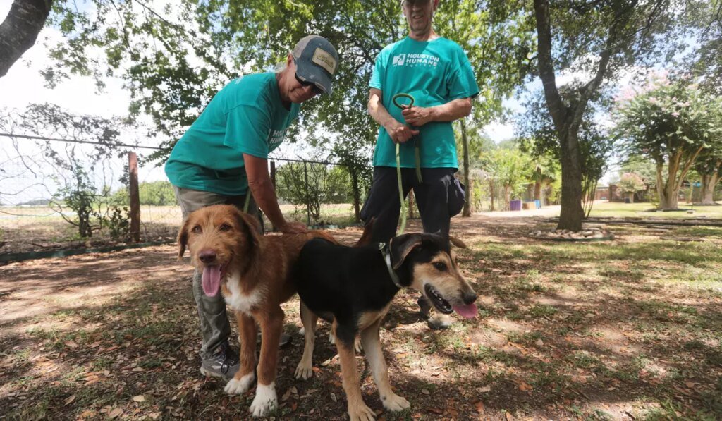 Concerns about the New World screwworm have put Texas pet adoptions on hold Concerns about the New World screwworm have put Texas pet adoptions on hold