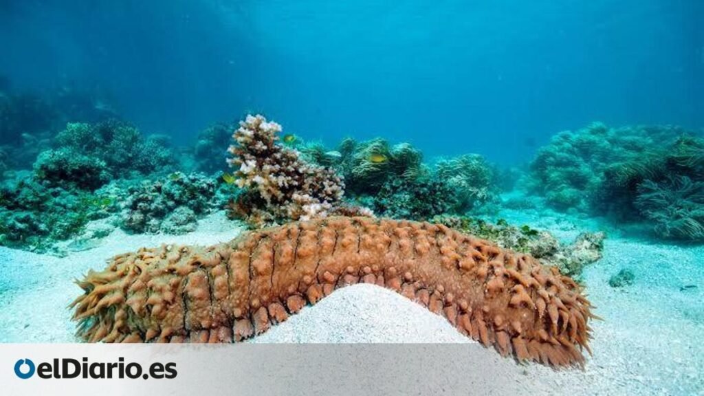 Conocido como pepino de mar por su forma alargada, este animal de movimientos lentos tiene un papel básico en los ecosistemas marinos