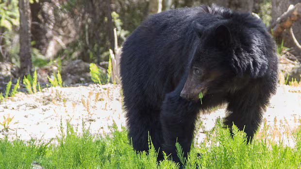 Conservation officers say RCMP weren’t mistaken in shooting bear that attacked 3-year-old Conservation officers say RCMP weren't mistaken in shooting bear that attacked 3-year-old