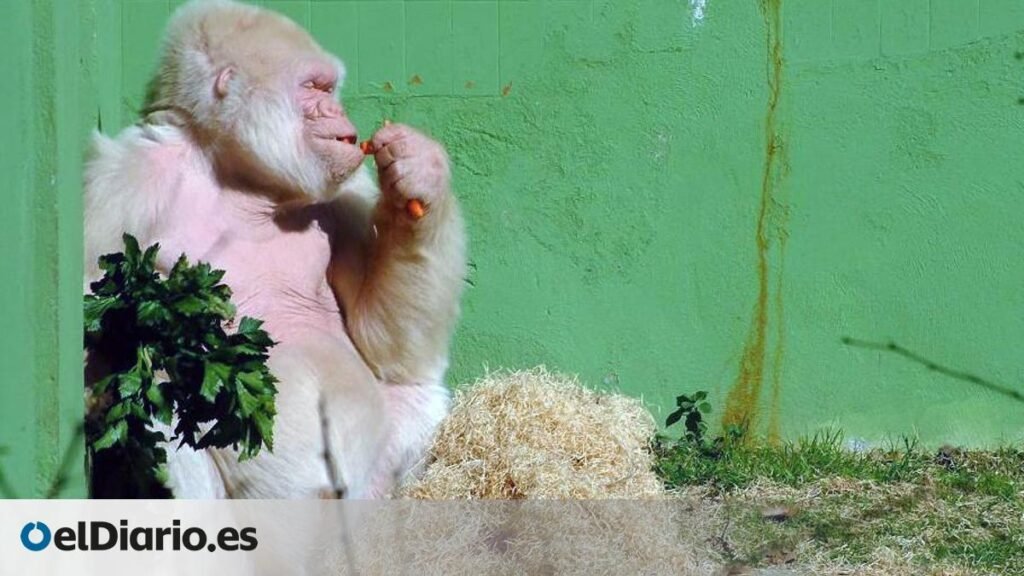 Copito de Nieve, el gorila albino que vivió en el Zoo de Barcelona durante 36 años