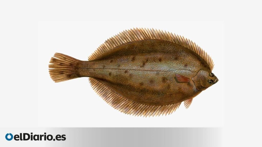De la familia de los lenguados, este pez un tanto desconocido intenta ocultar sus manchas naranjas para camuflarse