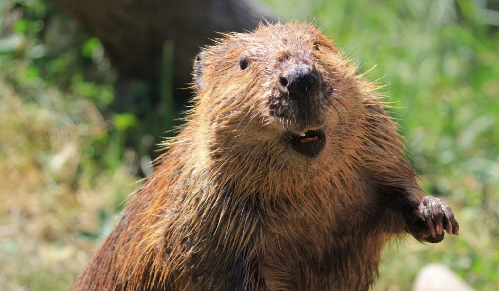 Dead beaver tests positive for rabies at Maryland state park where girl was attacked Dead beaver tests positive for rabies at Maryland state park where girl was attacked