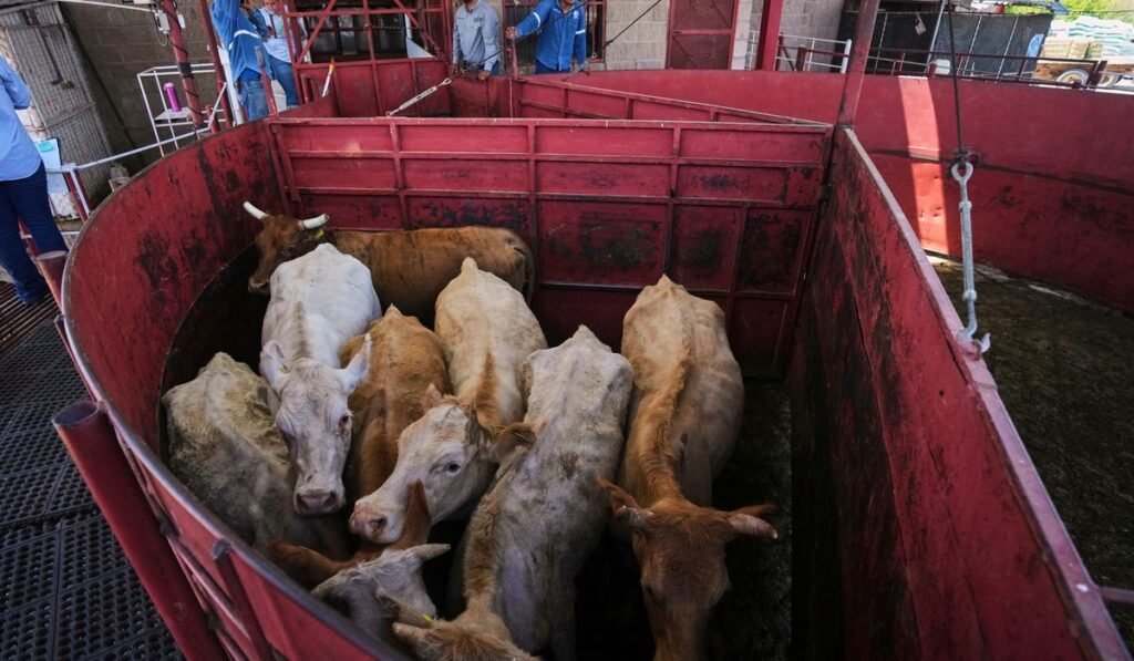 Economists don’t expect reopening the U.S. to Mexican cattle imports to reduce high beef prices Economists don’t expect reopening the U.S. to Mexican cattle imports to reduce high beef prices