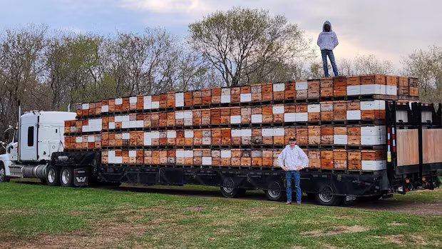 ‘Effectively, we’re out of business’: U.S. tariffs cut Manitoba honey farm off from vast majority of customers 'Effectively, we're out of business': U.S. tariffs cut Manitoba honey farm off from vast majority of customers