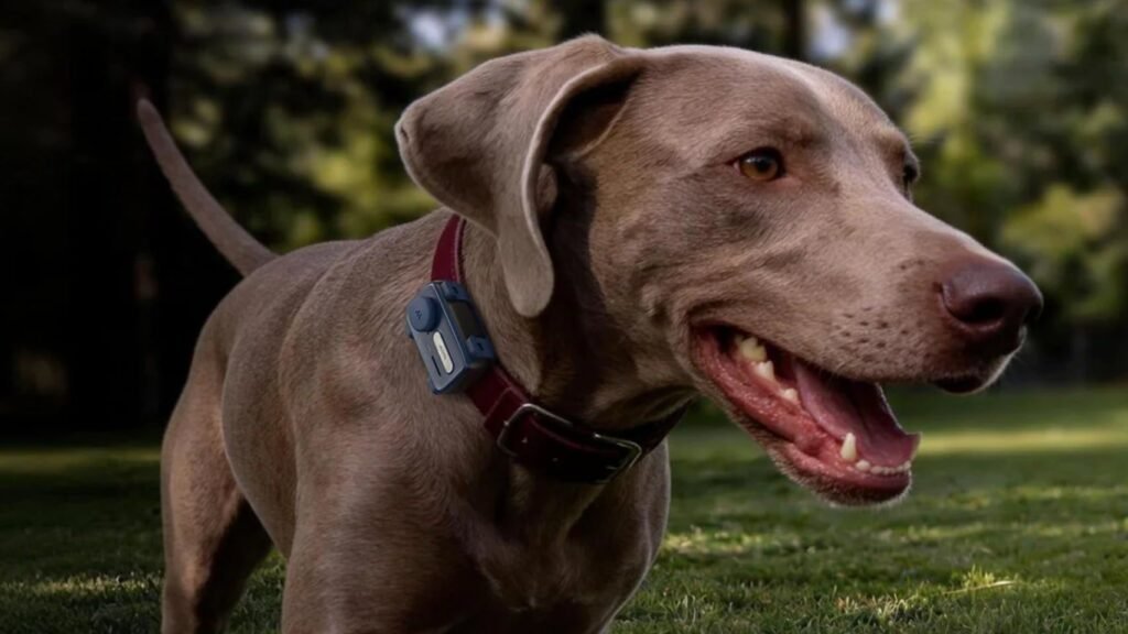 El invento para el collar que te avisa al móvil si tu perro o gato sale del jardín o se pierde: puedes hablarle a distancia El invento para el collar que te avisa al móvil si tu perro o gato sale del jardín o se pierde: puedes hablarle a distancia