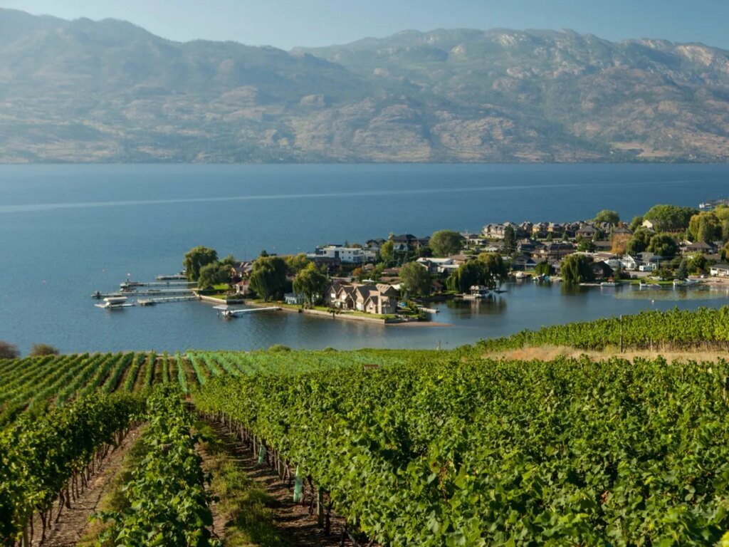 Even with tariffs, it's still cheaper for Americans to buy B.C. wine