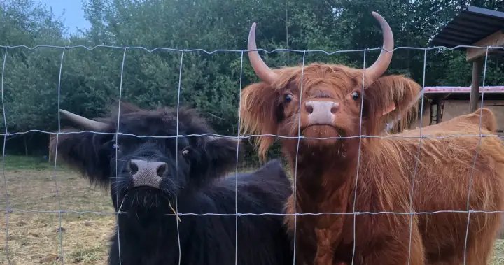 Farmers moving to Nova Scotia where farm costs same as 1-bedroom condo in B.C. Farmers moving to Nova Scotia where farm costs same as 1-bedroom condo in B.C.