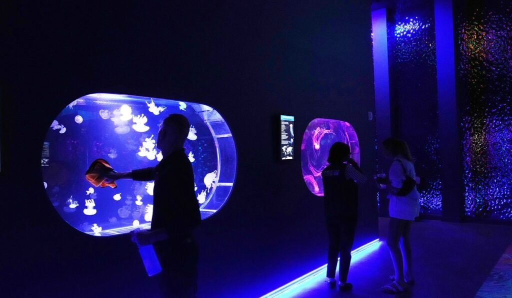 Florida’s Jellyfish Museum is dedicated solely to the mesmerizing floating predators Florida’s Jellyfish Museum is dedicated solely to the mesmerizing floating predators