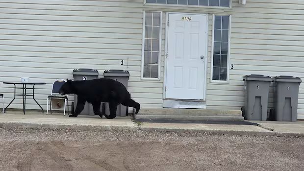 Food-conditioned bear killed in Fort Nelson, as resident launches community safety petition Food-conditioned bear killed in Fort Nelson, as resident launches community safety petition