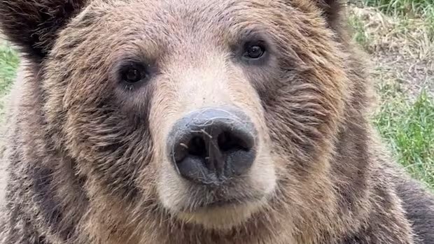 Grizzly bear escapes enclosure at Calgary Zoo Grizzly bear escapes enclosure at Calgary Zoo