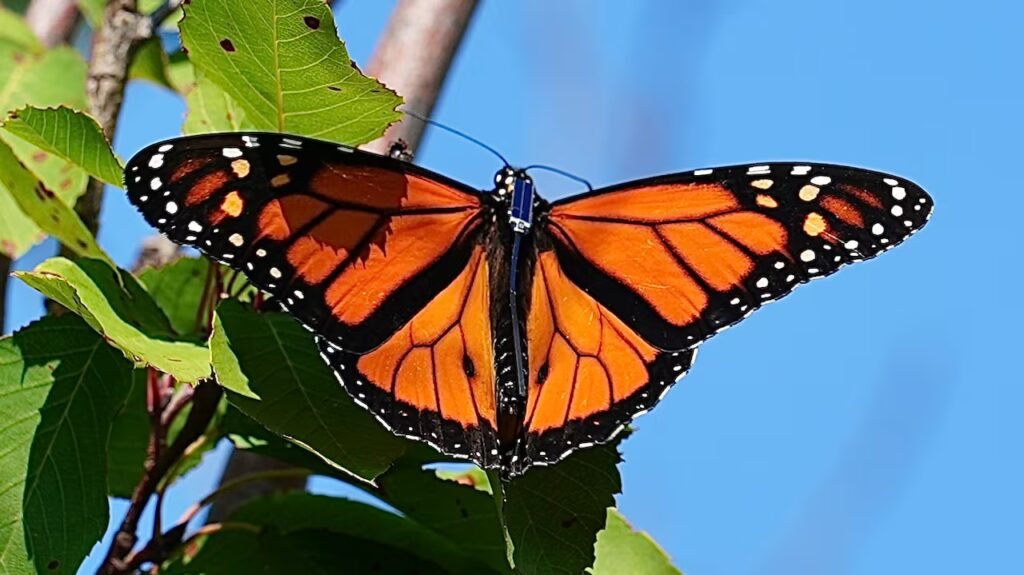 How eyelash glue is helping track monarch butterflies to Mexico