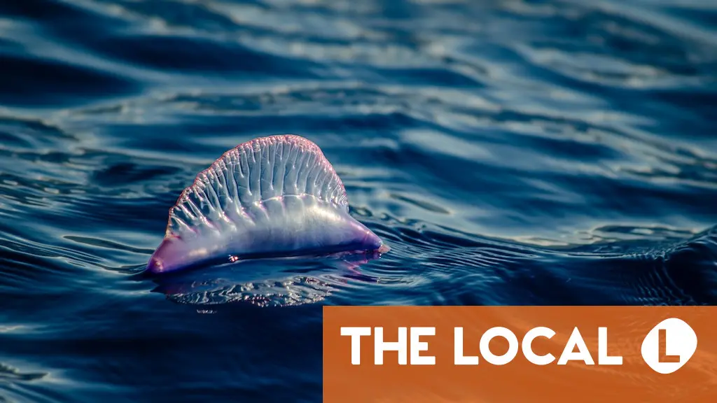 How to avoid being stung by a Portuguese man o’war in Spain How to avoid being stung by a Portuguese man o'war in Spain