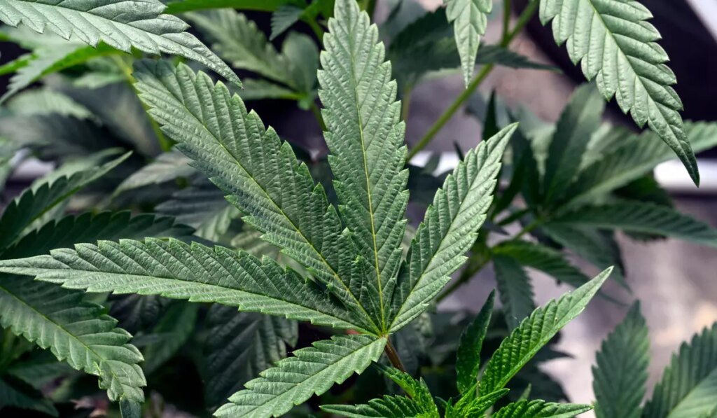 Is legal weed making more people addicted? A new study suggests so