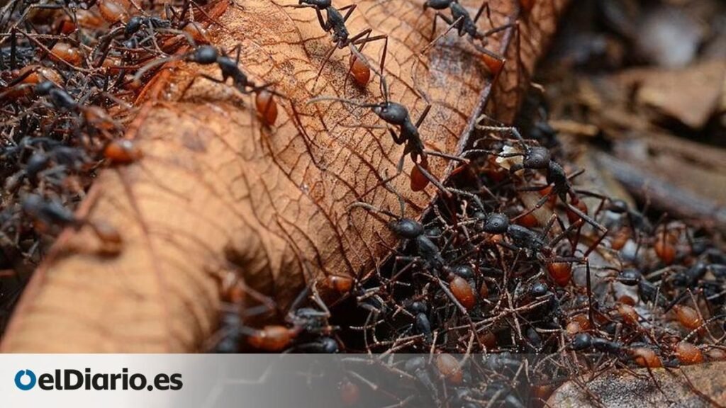 La organizada colonia que forma esta especie de hormiga puede capturar 30 mil presas y avanzar 100 metros cada día La organizada colonia que forma esta especie de hormiga puede capturar 30 mil presas y avanzar 100 metros cada día