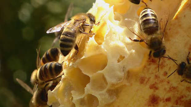 Latest tariffs will stop Canadian honey travelling south, beekeepers commission says Latest tariffs will stop Canadian honey travelling south, beekeepers commission says